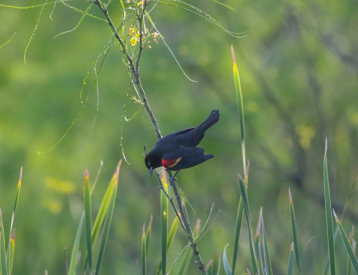 Red-winged Blackbird - Mark Wilson