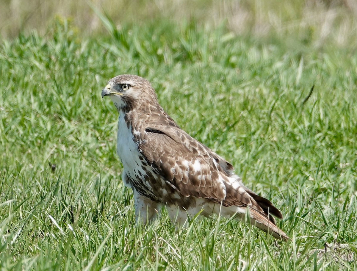 Red-tailed Hawk - ML617438174