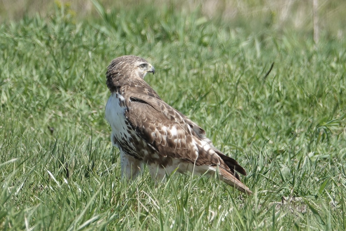 Red-tailed Hawk - ML617438175