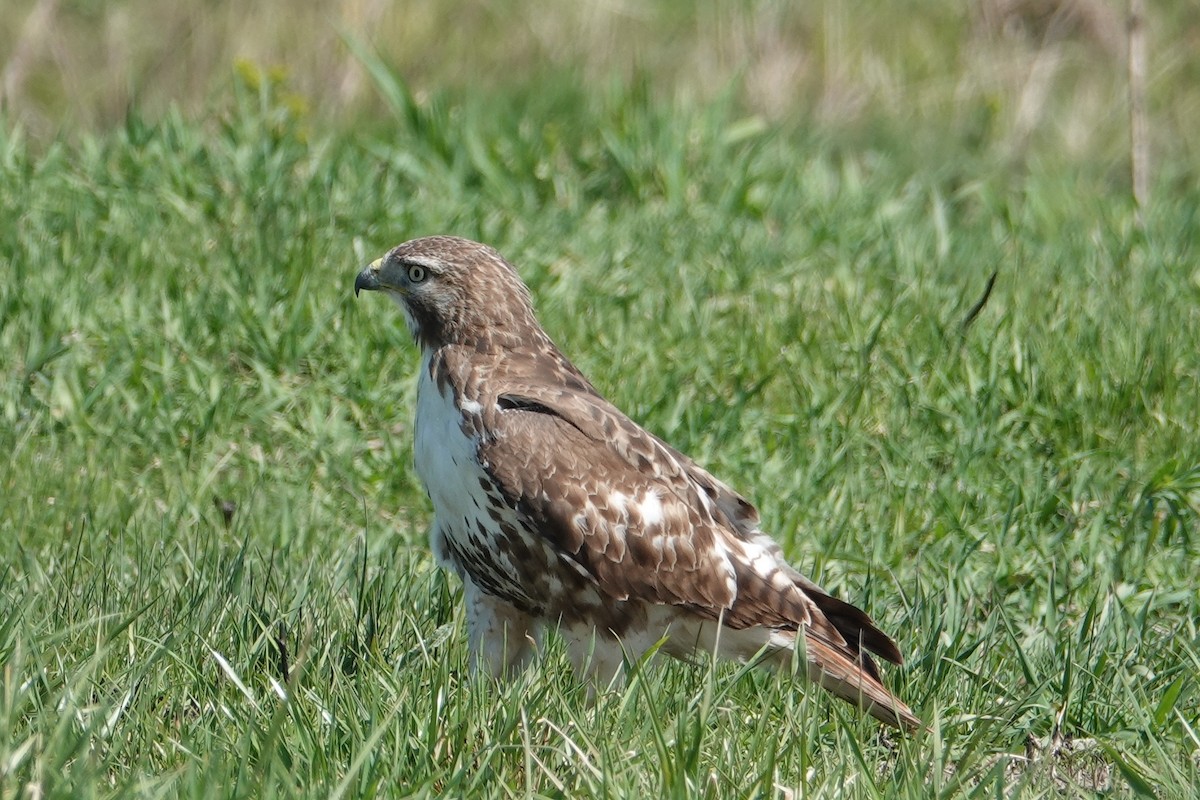 Red-tailed Hawk - ML617438176