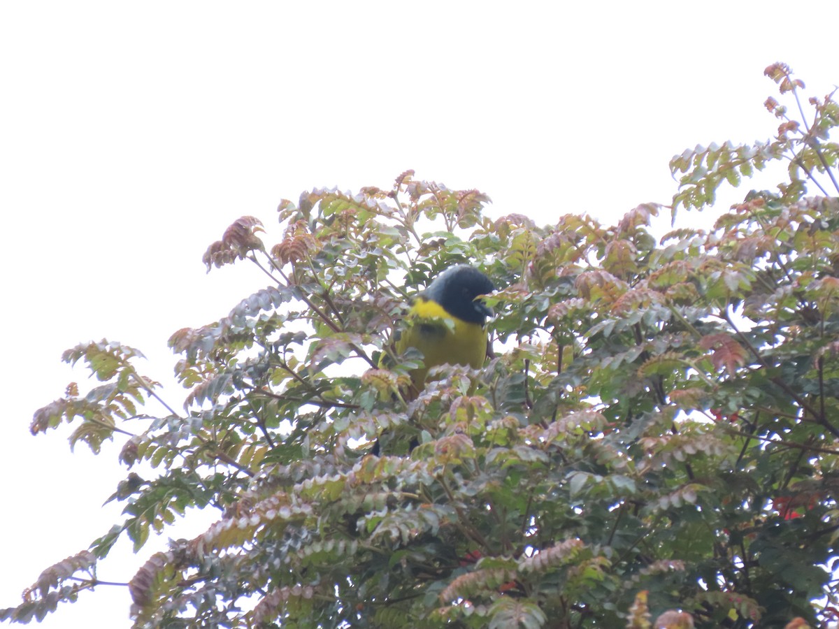 Hooded Mountain Tanager - ML617438181