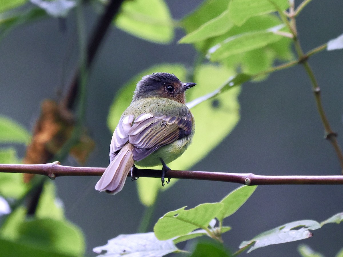 Rufous-breasted Flycatcher - ML617438212