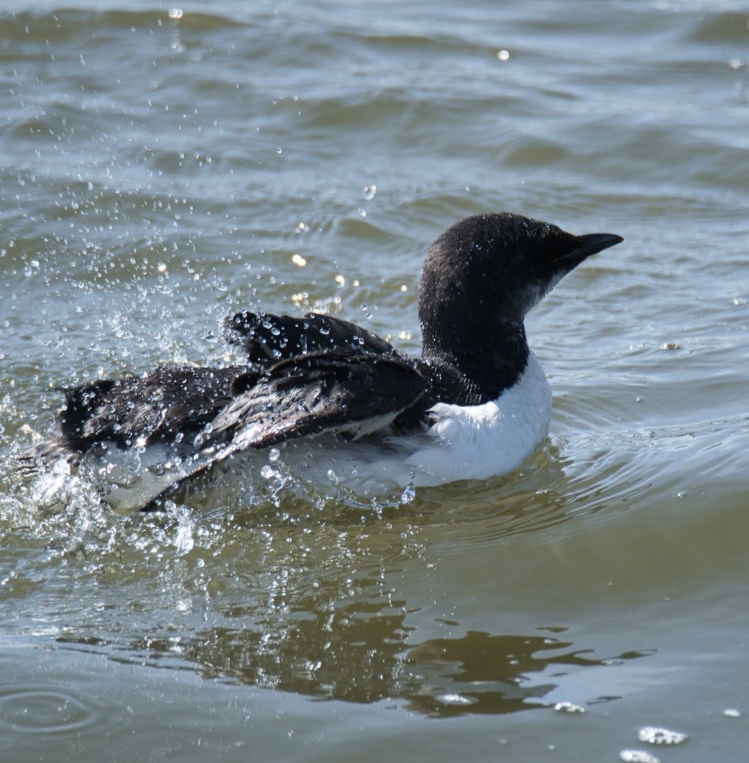 Thick-billed Murre - ML617438230