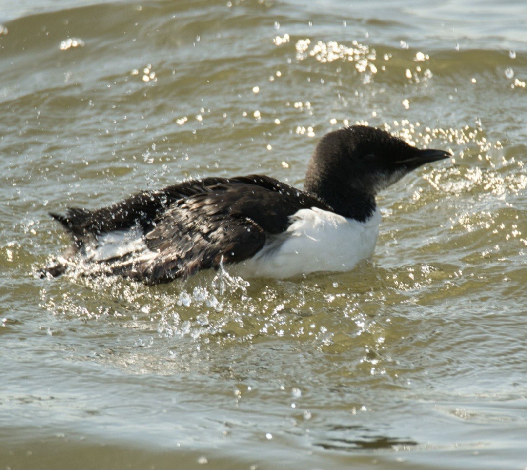 Thick-billed Murre - ML617438234