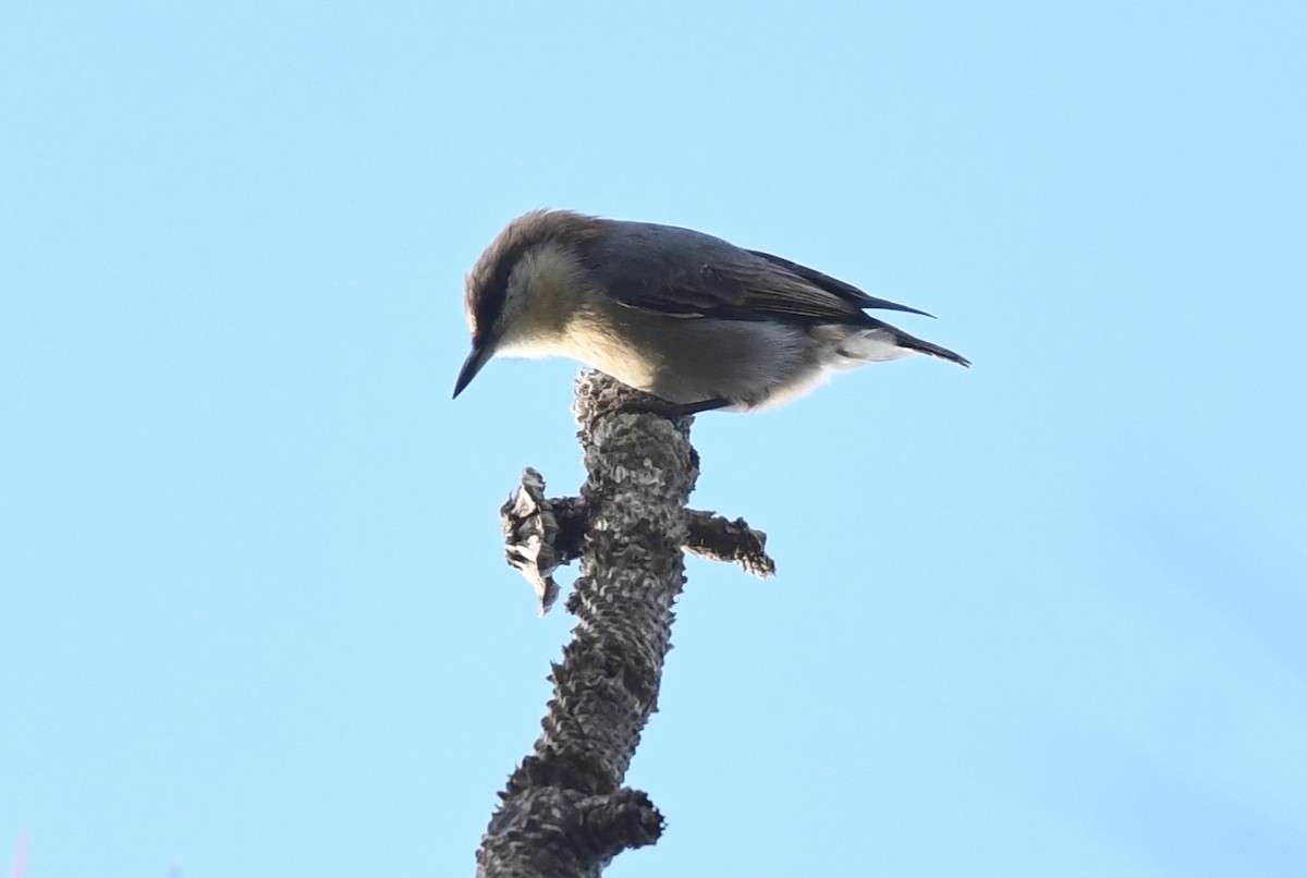 Brown-headed Nuthatch - ML617438271