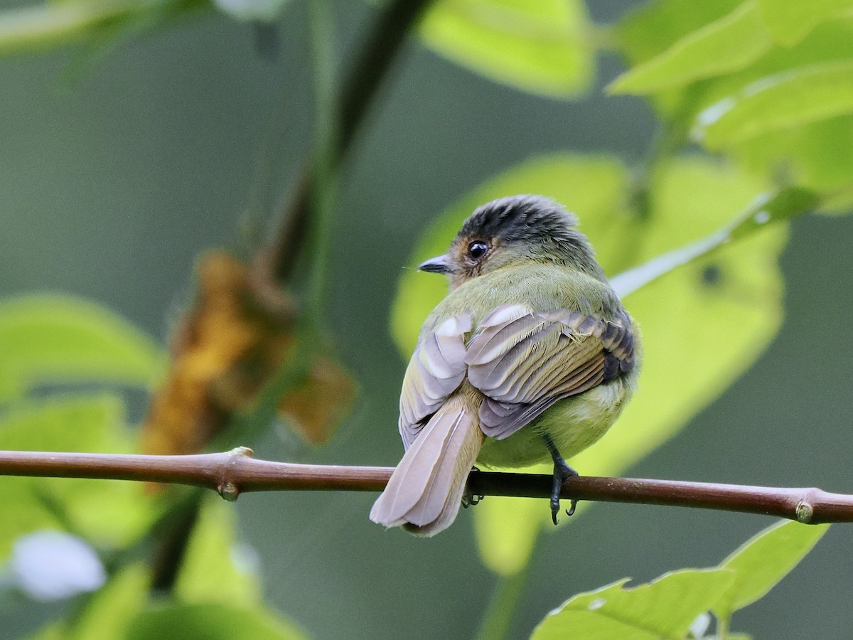 Rufous-breasted Flycatcher - ML617438279