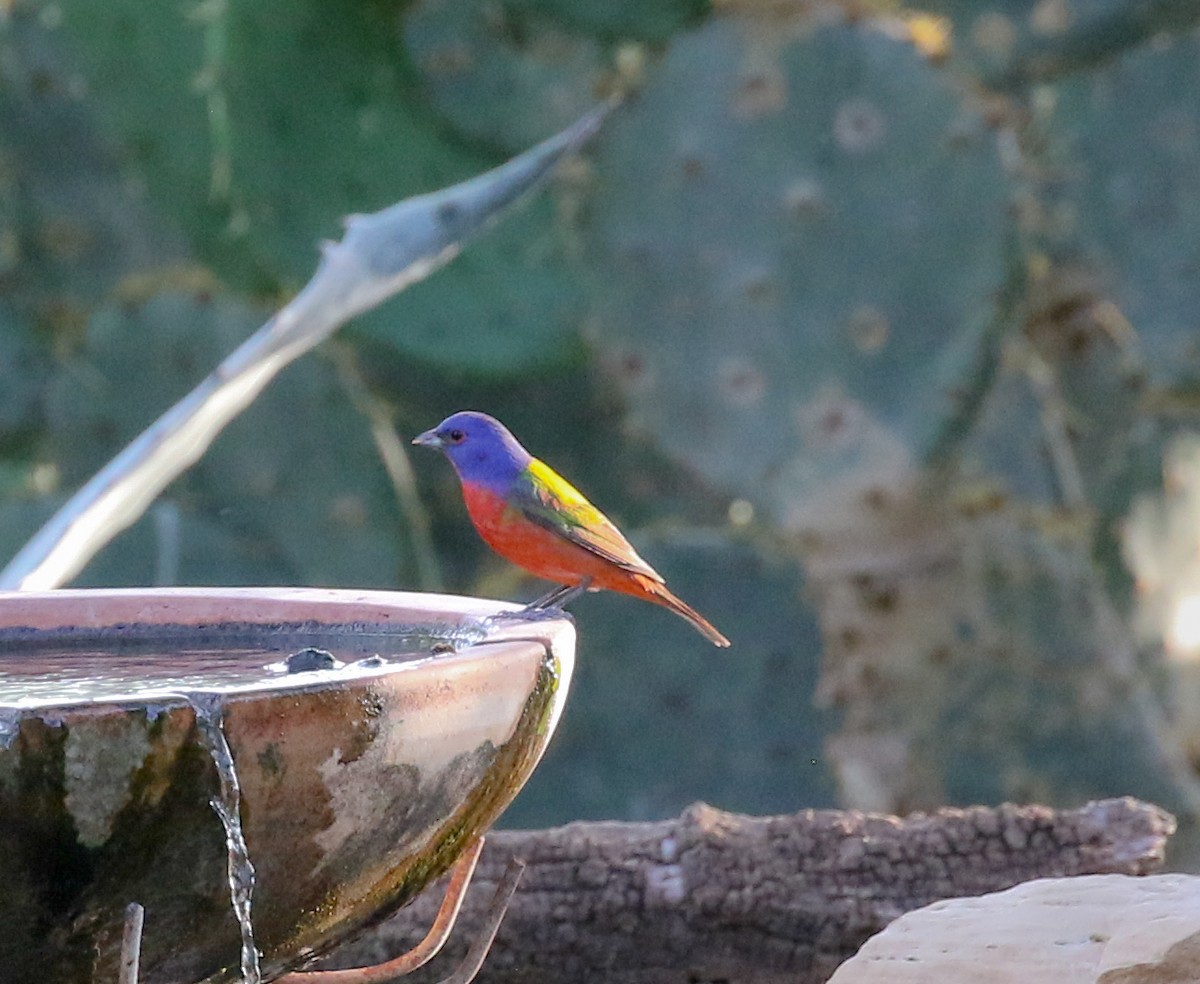 Painted Bunting - ML617438282