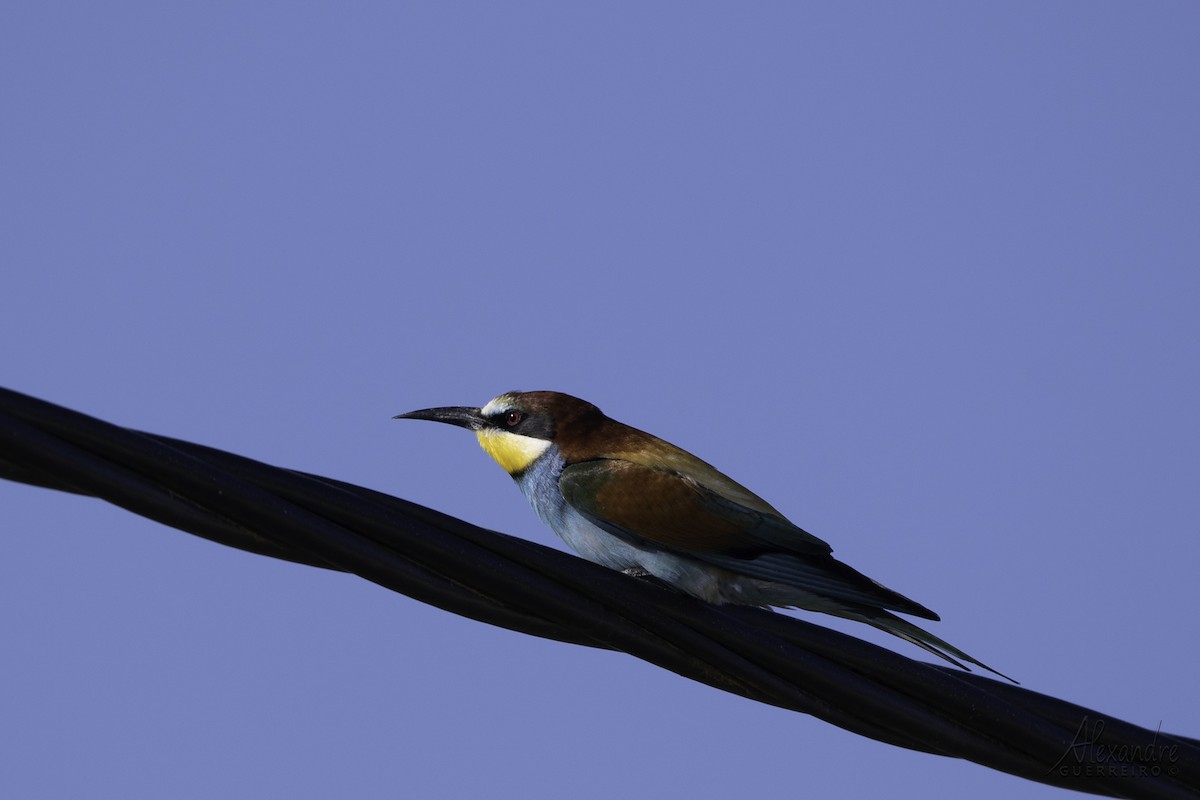 European Bee-eater - ML617438297