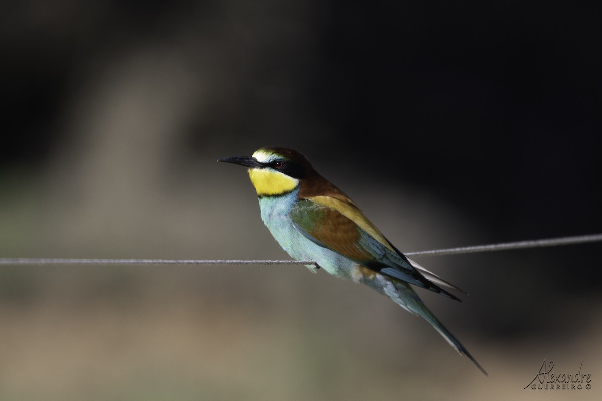 European Bee-eater - Alexandre Guerreiro