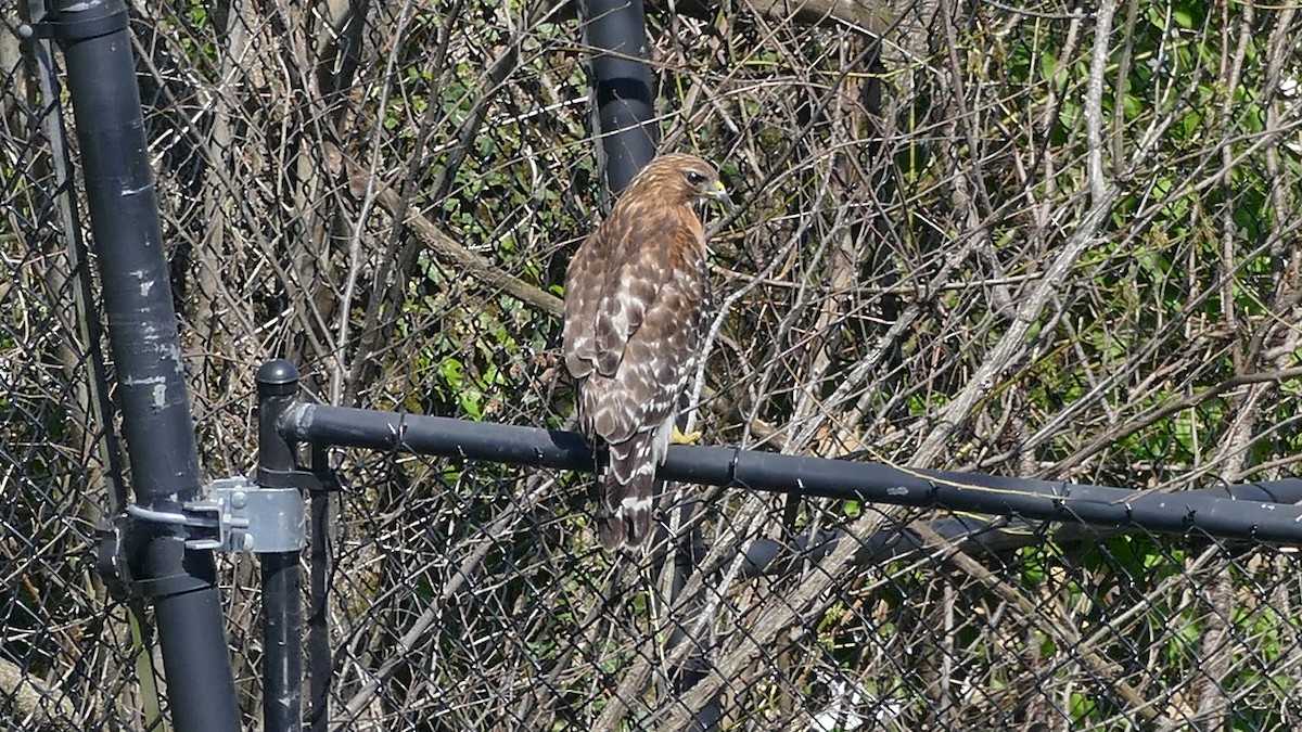 Red-shouldered Hawk - Avery Fish
