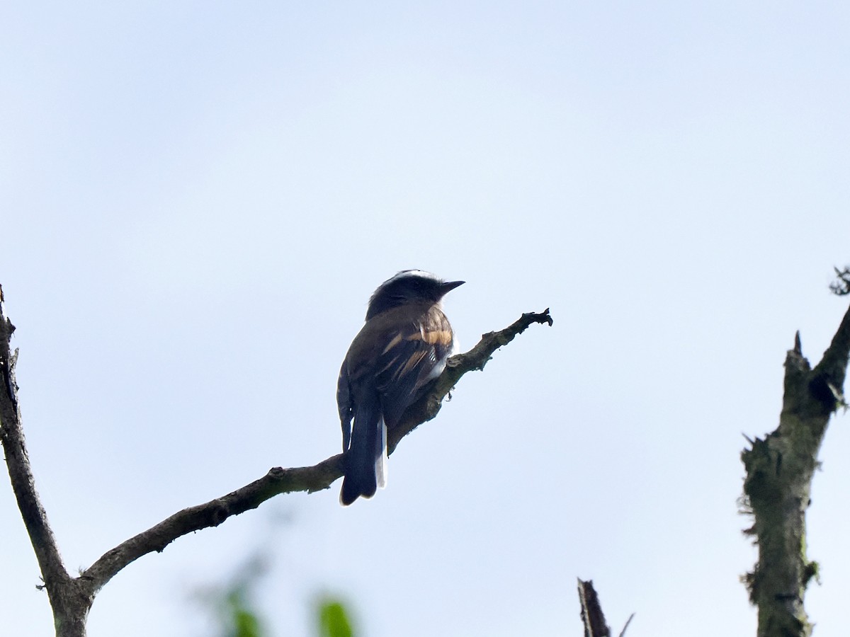 Rufous-breasted Chat-Tyrant - Gabriel Willow