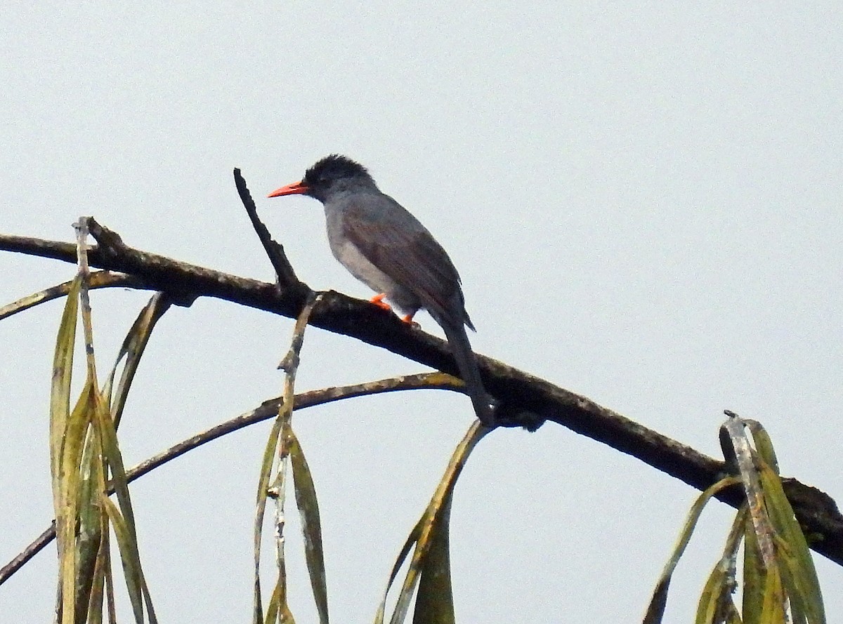 Square-tailed Bulbul (Sri Lanka) - ML617438386