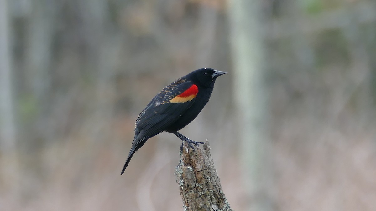 Red-winged Blackbird - Avery Fish