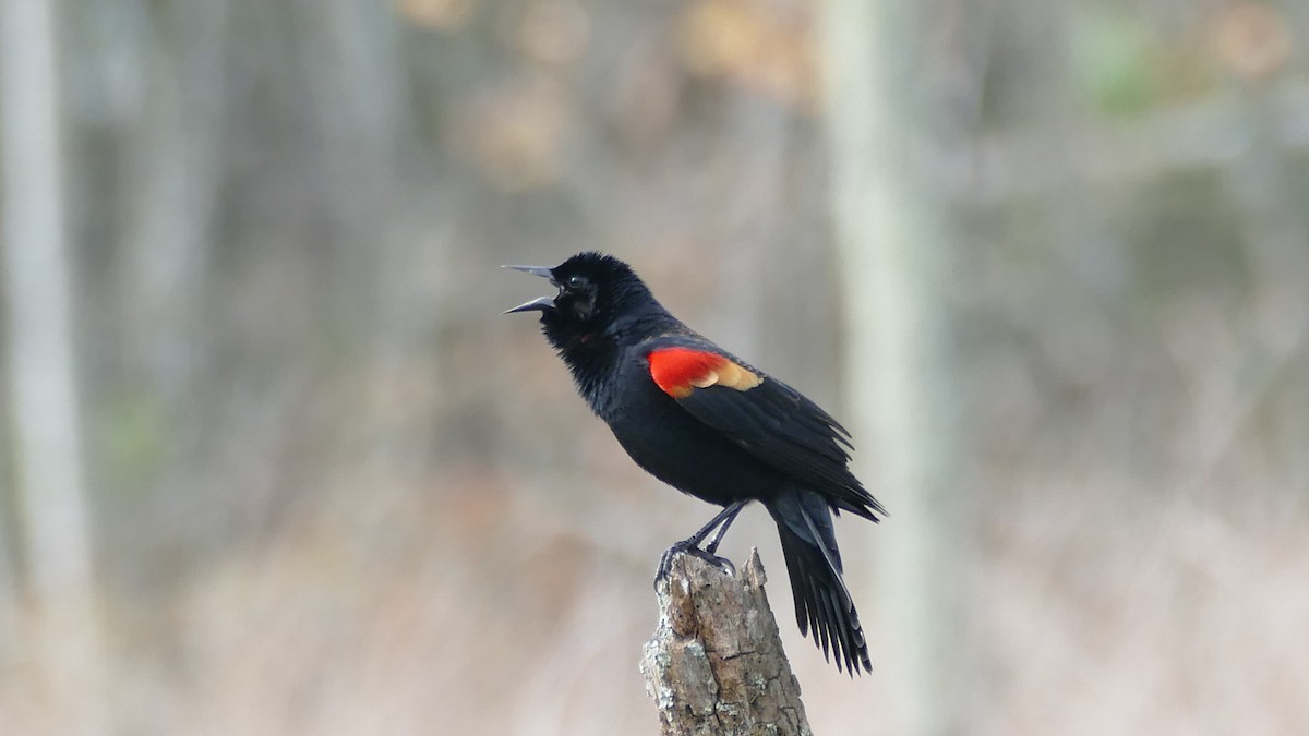 Red-winged Blackbird - ML617438416