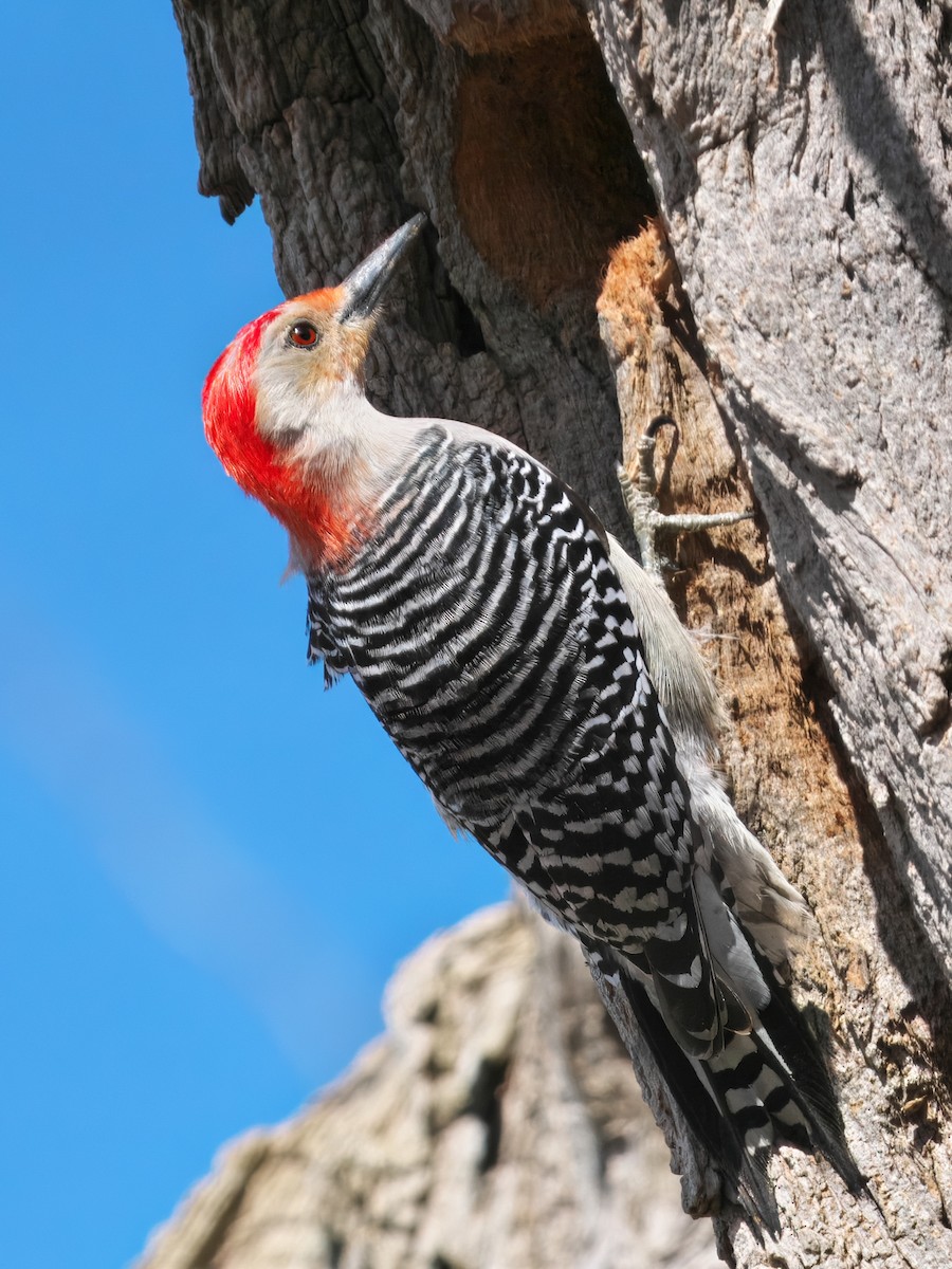 Red-bellied Woodpecker - ML617438528