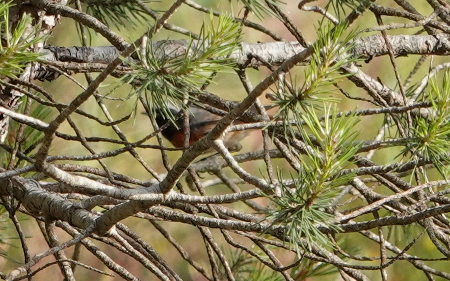 Common Redstart - Luís Lourenço