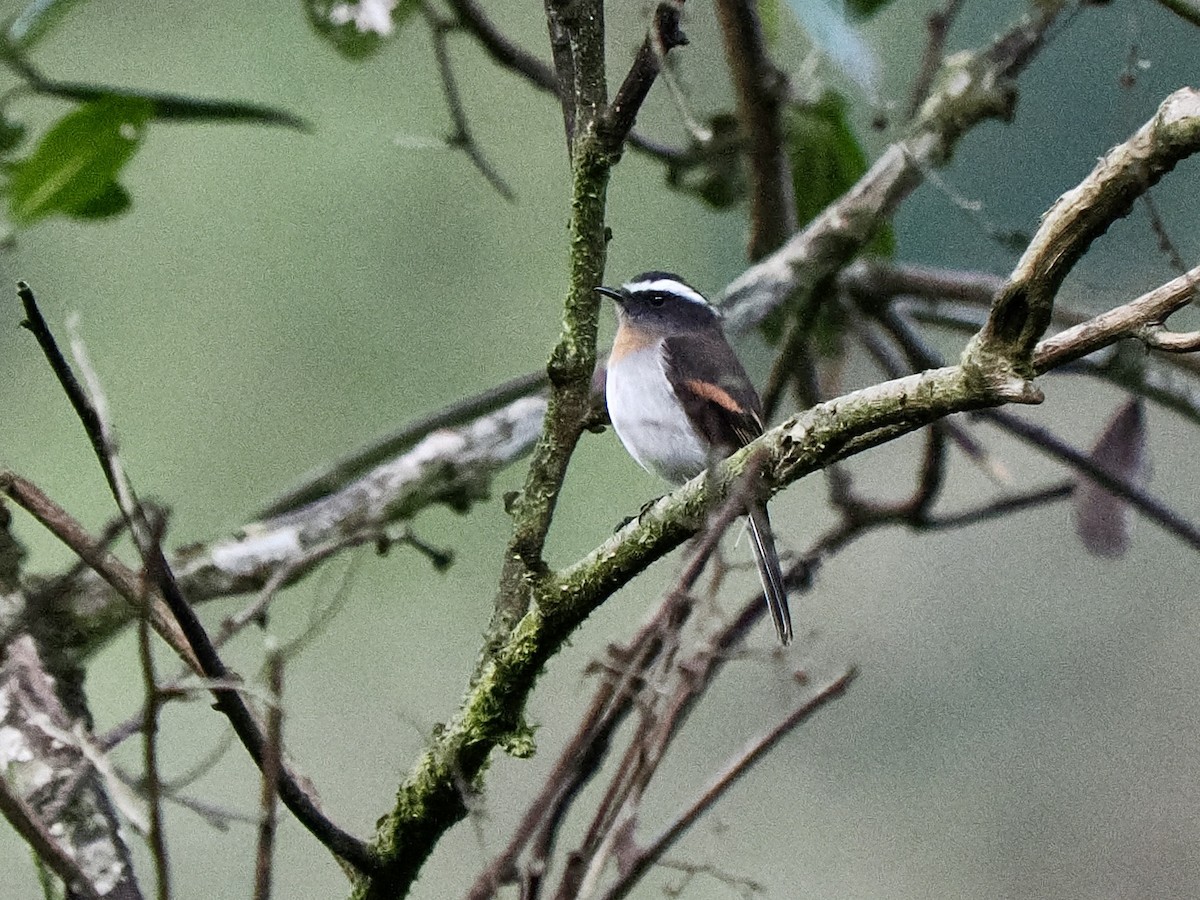 Rufous-breasted Chat-Tyrant - ML617438658
