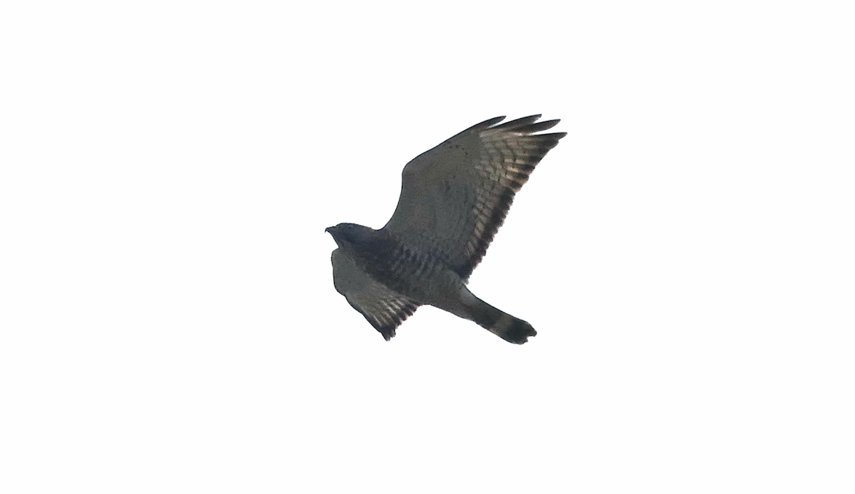 Broad-winged Hawk - ML617438692