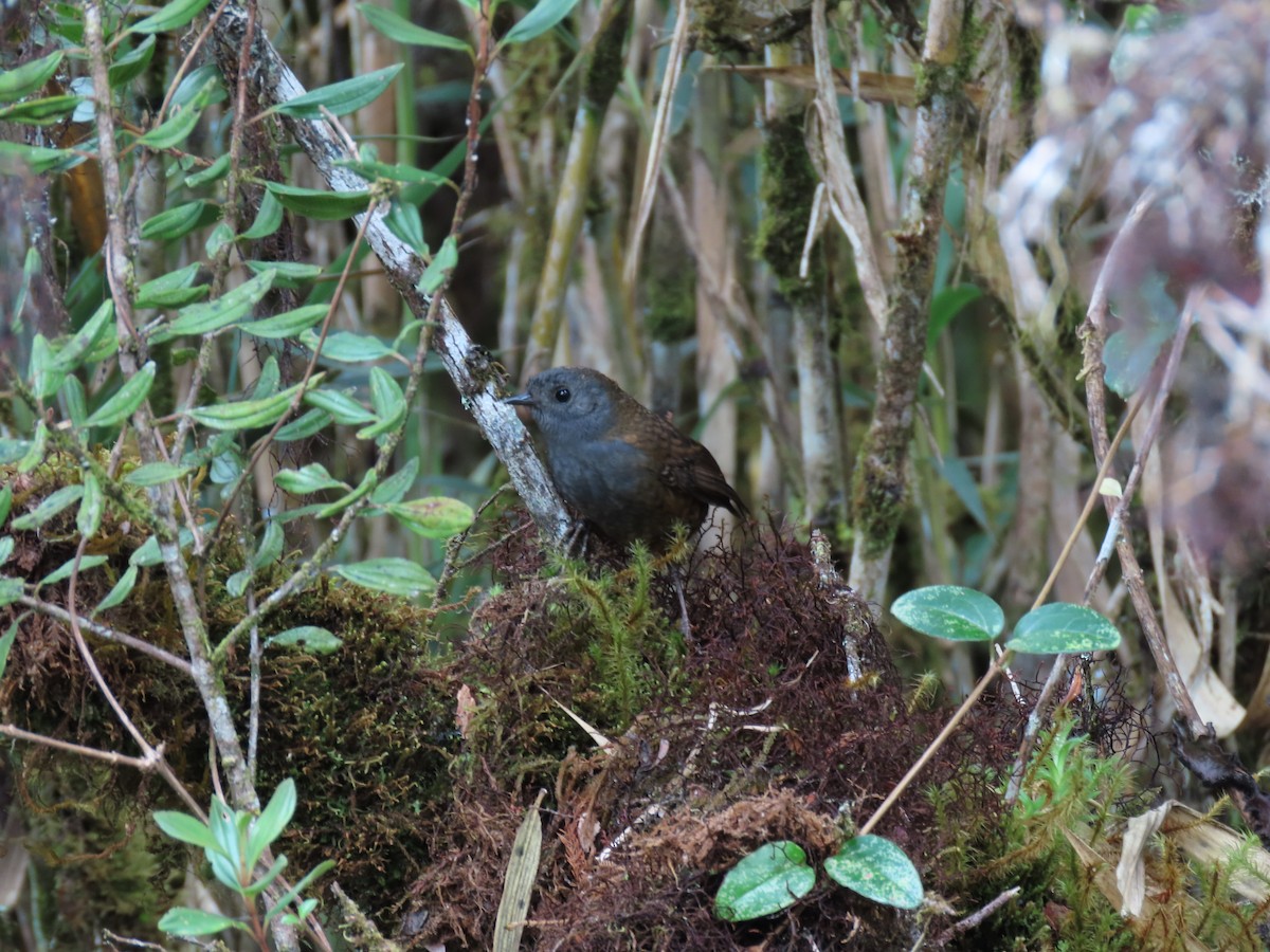 Pale-bellied Tapaculo - ML617438774