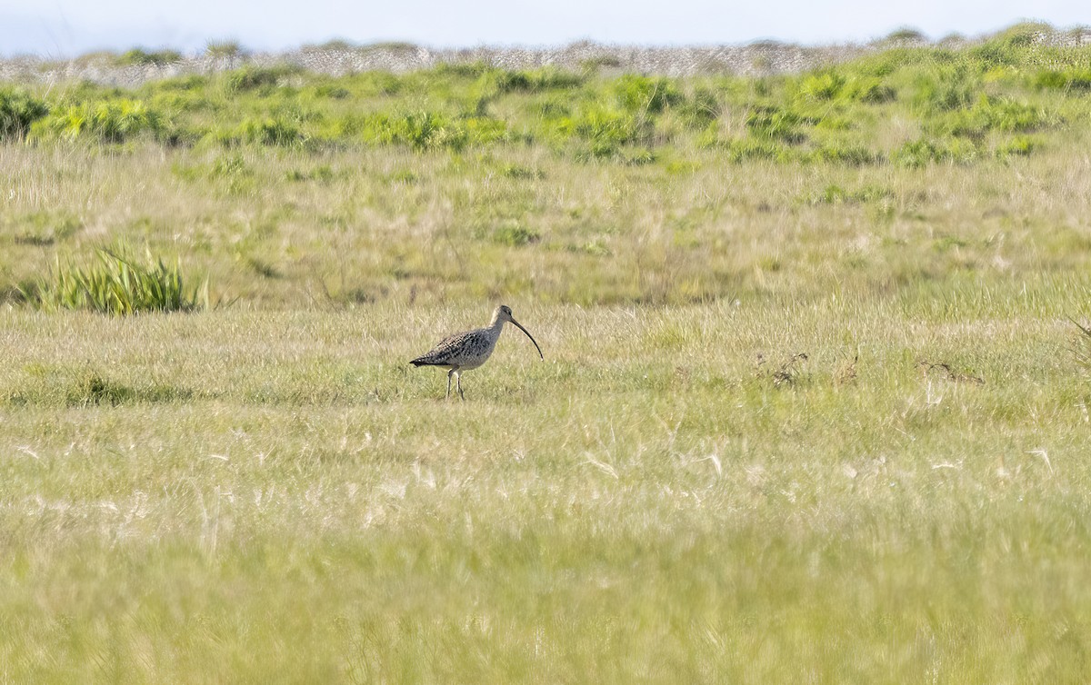 Long-billed Curlew - ML617438826