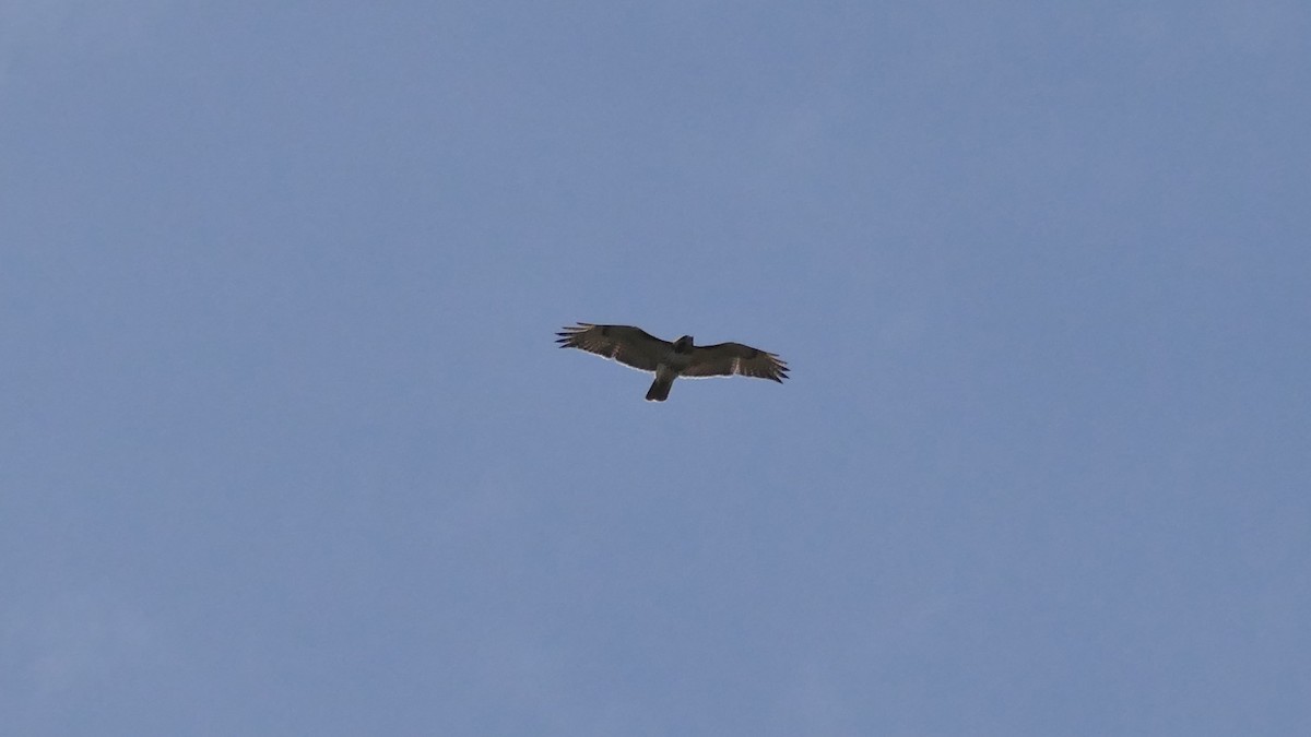 Red-tailed Hawk (borealis) - ML617438875