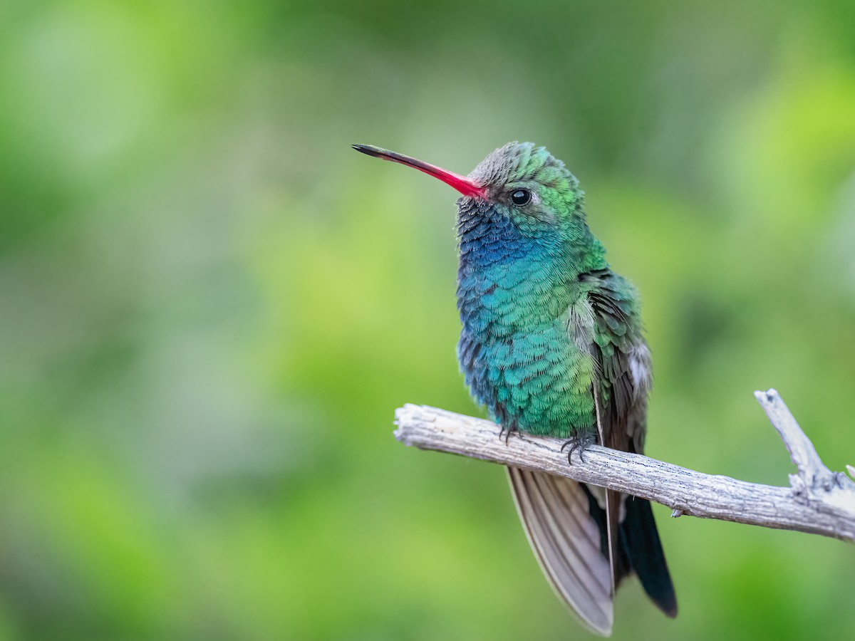 Broad-billed Hummingbird - Steve Wickliffe