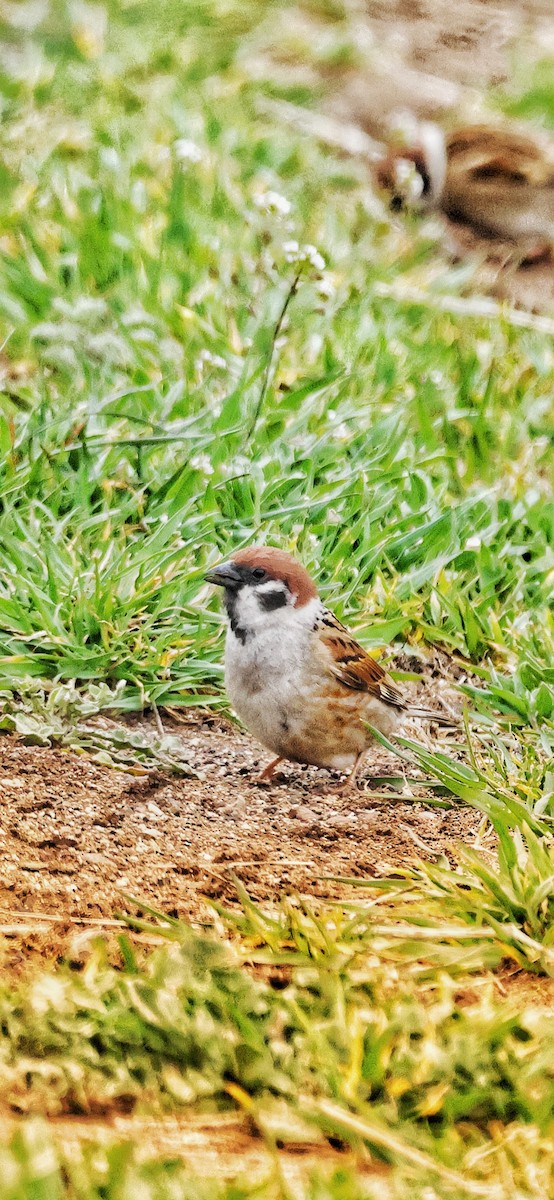 Eurasian Tree Sparrow - ML617438943