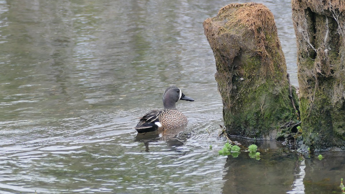 Blue-winged Teal - ML617438965
