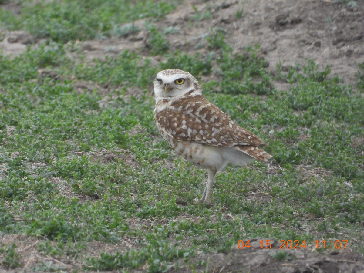 Burrowing Owl - ML617438967