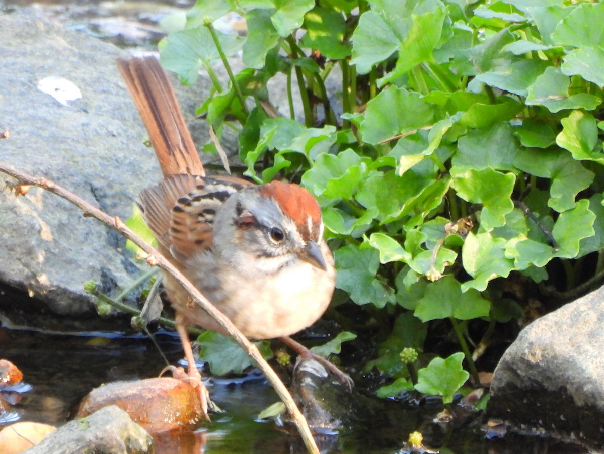 Swamp Sparrow - ML617439018