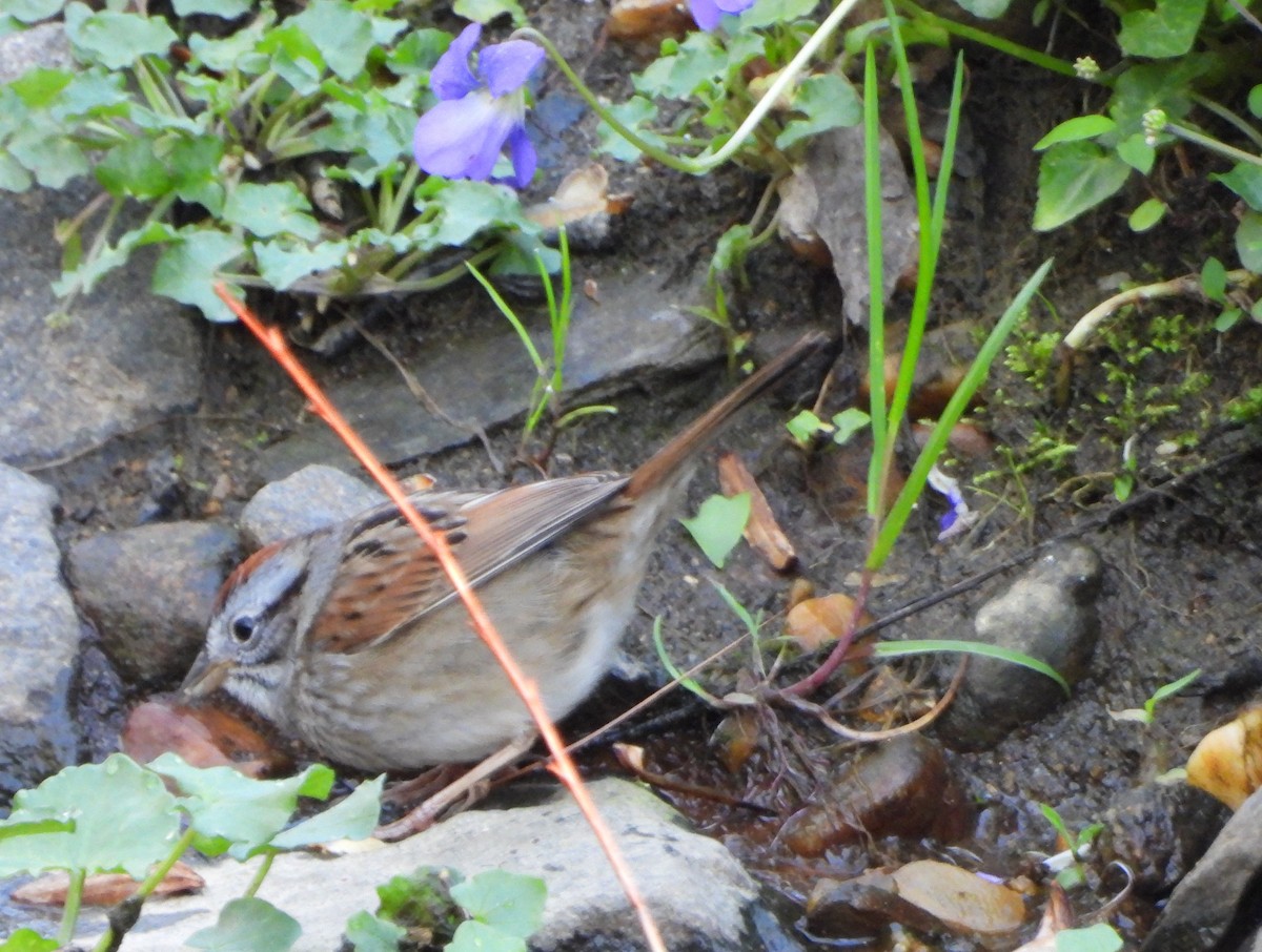 Swamp Sparrow - ML617439019