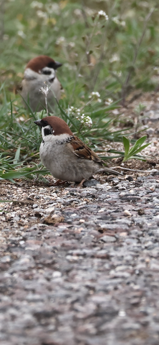 Eurasian Tree Sparrow - ML617439022