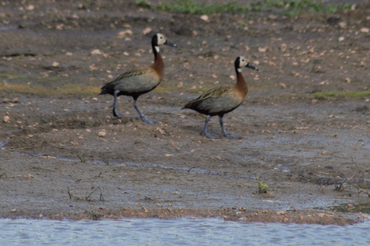 White-faced Whistling-Duck - Arito Morales