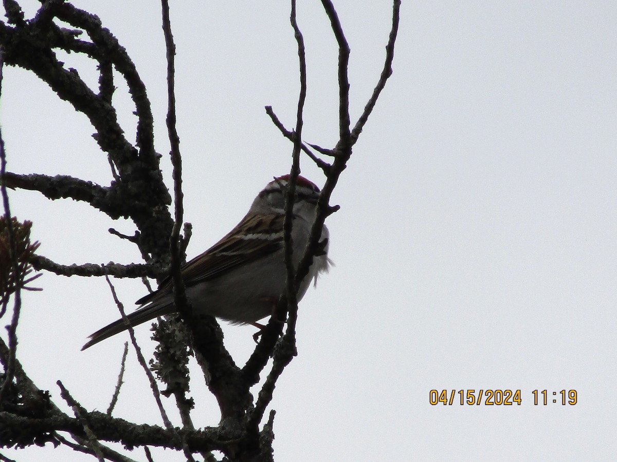 Chipping Sparrow - ML617439047