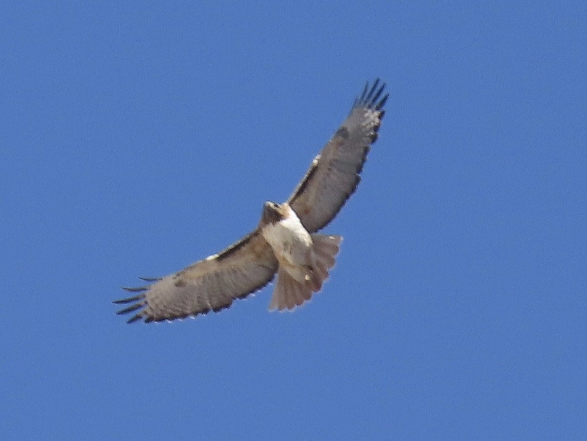Red-tailed Hawk - ML617439090