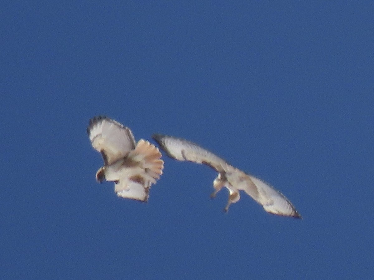 Red-tailed Hawk - ML617439091