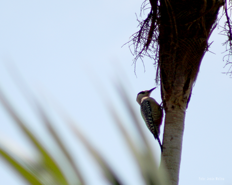West Indian Woodpecker - ML617439252
