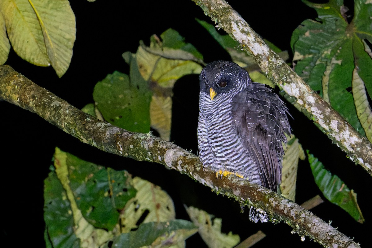 Black-banded Owl (San Isidro) - ML617439267