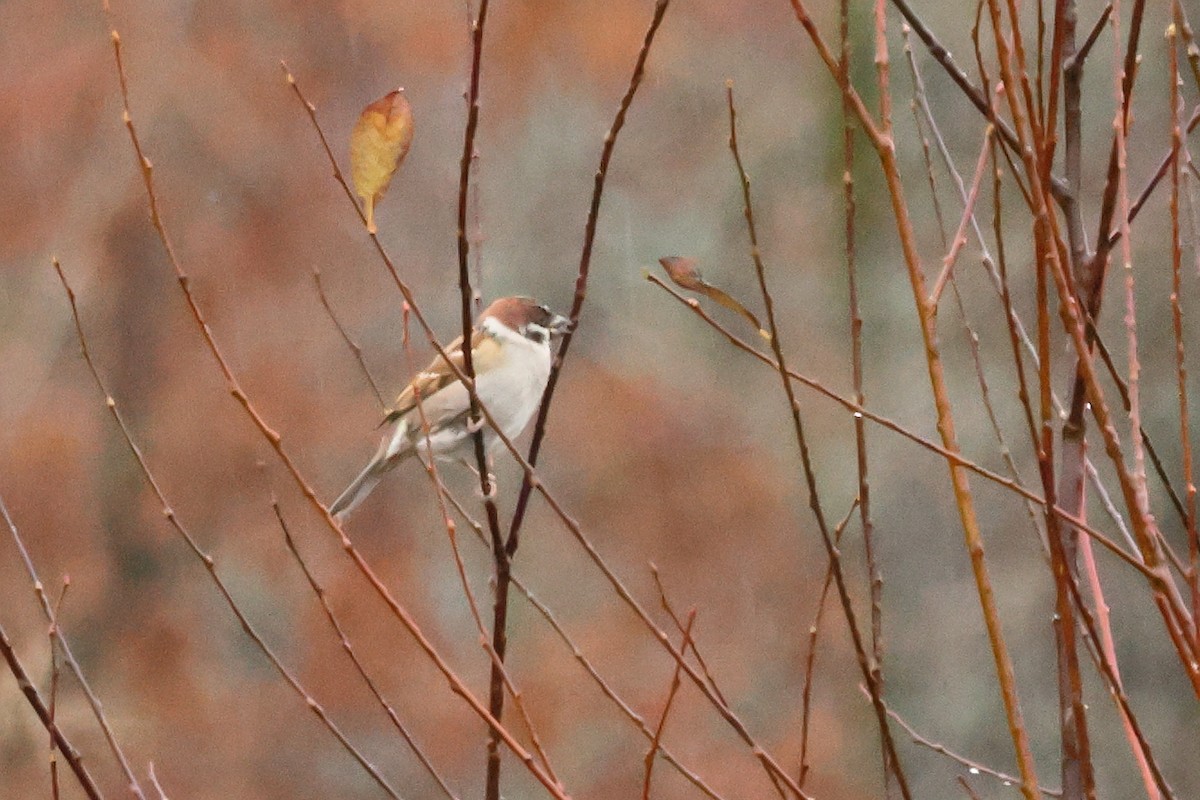 Eurasian Tree Sparrow - Alexandre Hespanhol Leitão