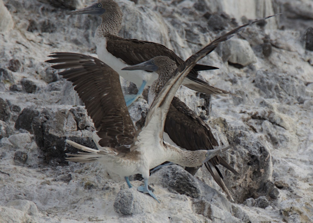 Blue-footed Booby - ML617439504