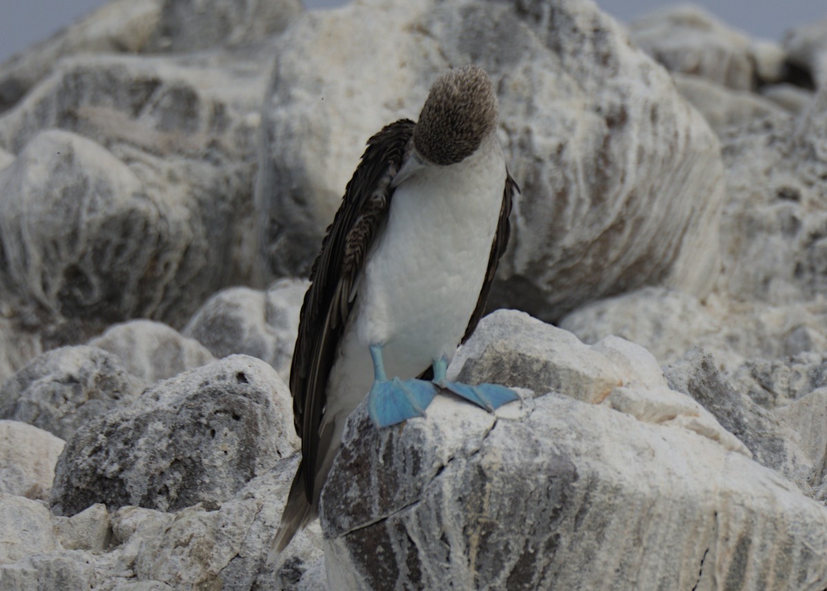 Blue-footed Booby - ML617439505