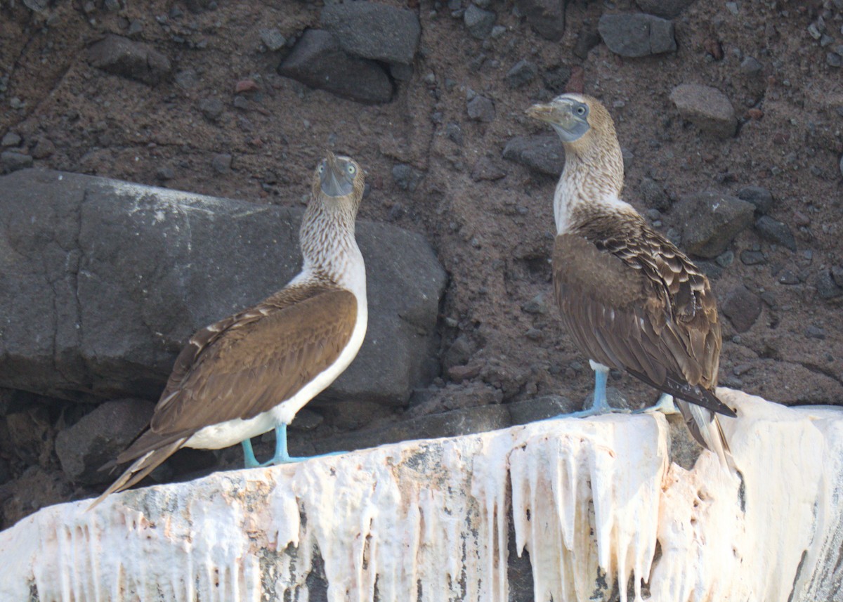 Blue-footed Booby - ML617439506