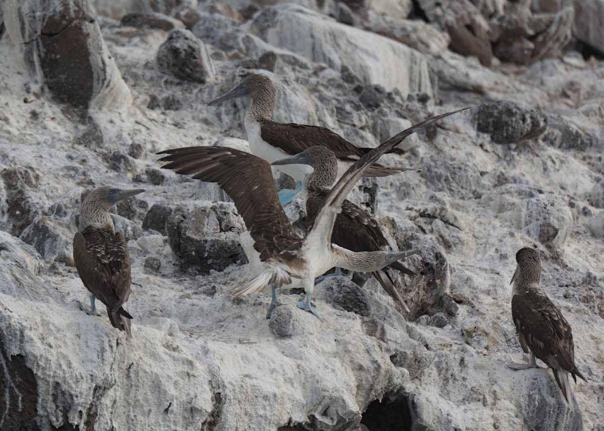 Blue-footed Booby - ML617439507