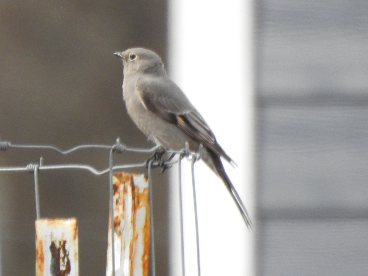 Townsend's Solitaire - ML617439514