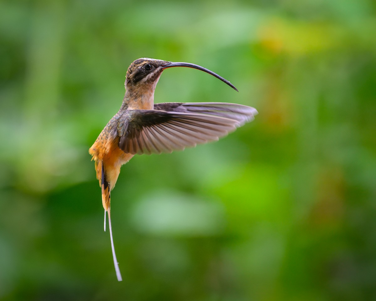 kolibřík dlouhoocasý - ML617439606