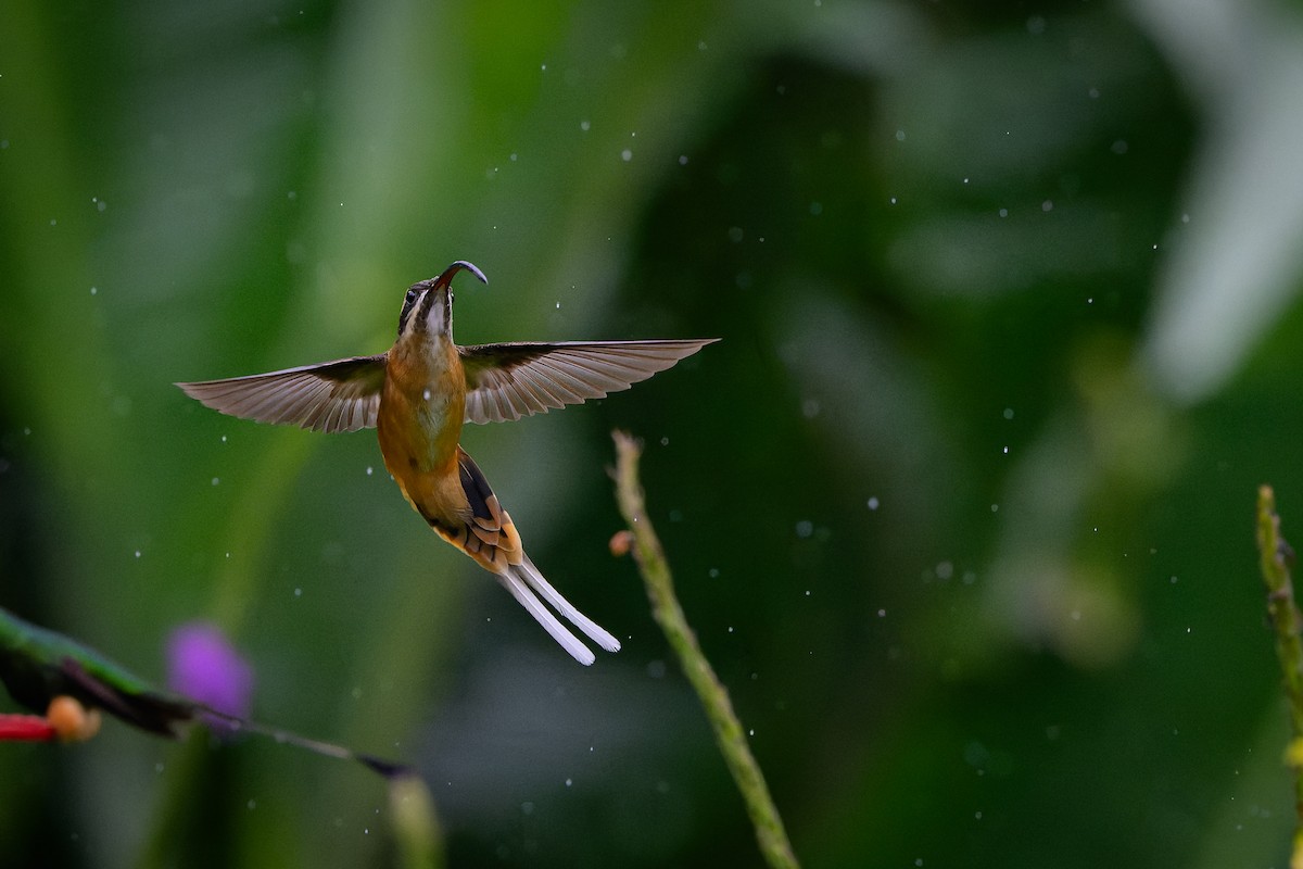 Ржавчатый колибри-отшельник - ML617439607