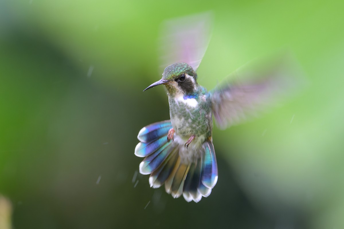 kolibřík klínozobý - ML617439616