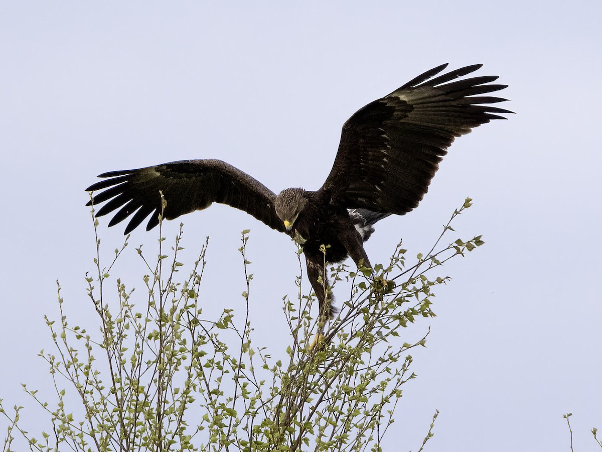 Greater Spotted Eagle - Frode Falkenberg