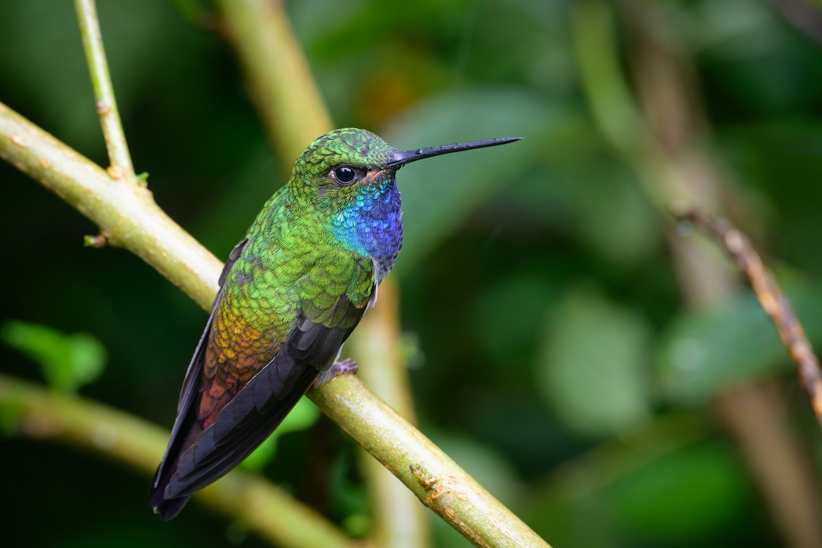 kolibřík zelenohřbetý - ML617439776