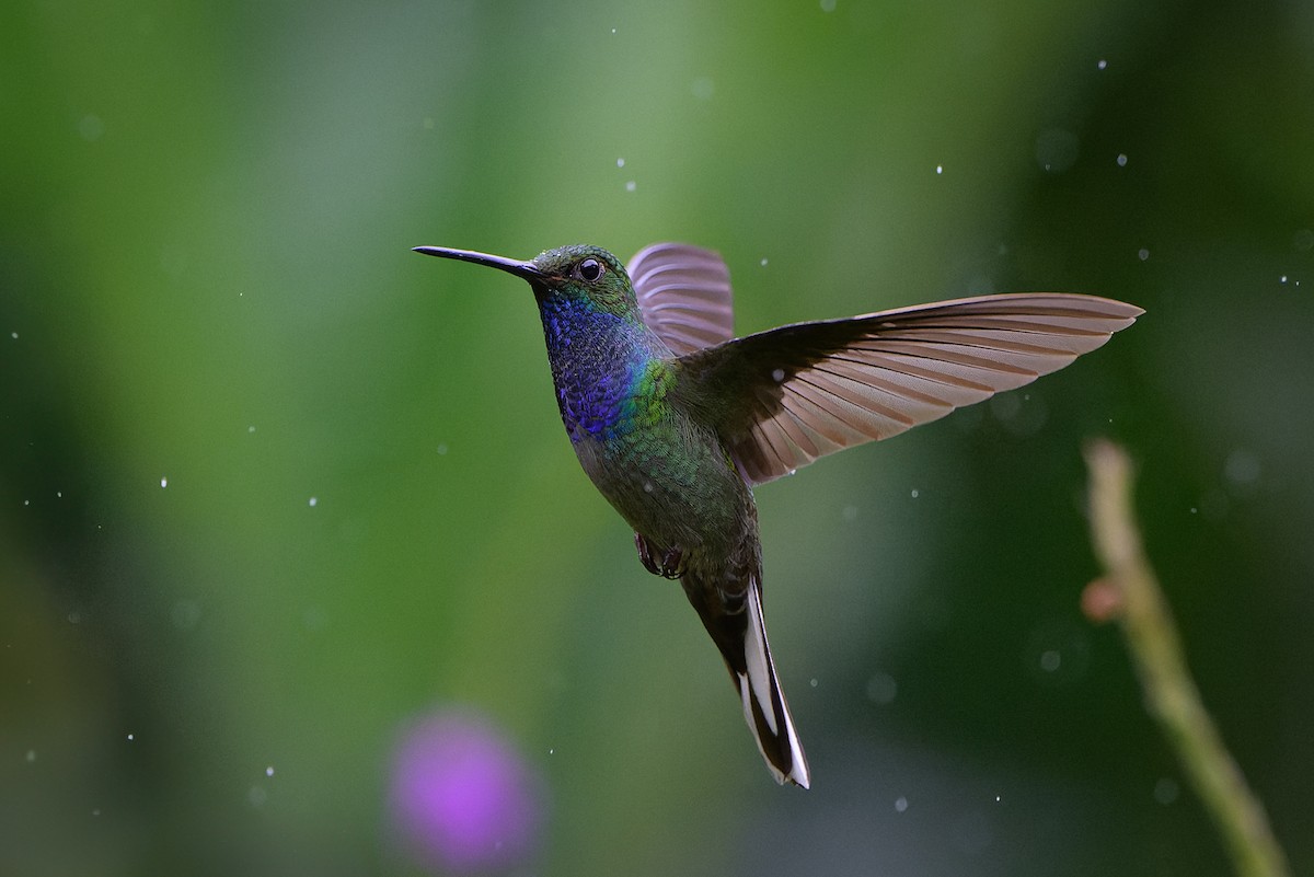 kolibřík zelenohřbetý - ML617439778